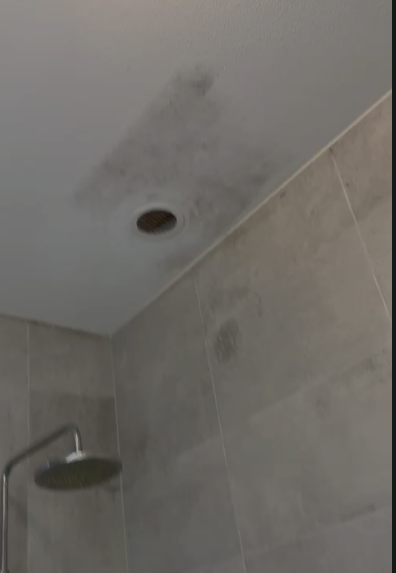 mold removal image